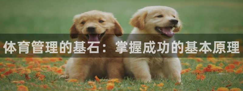 必一体育app平台下